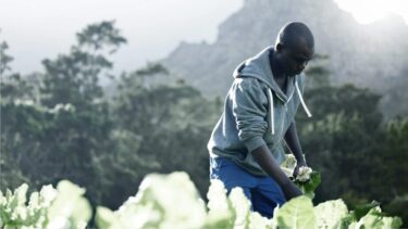 man in cabbage field image