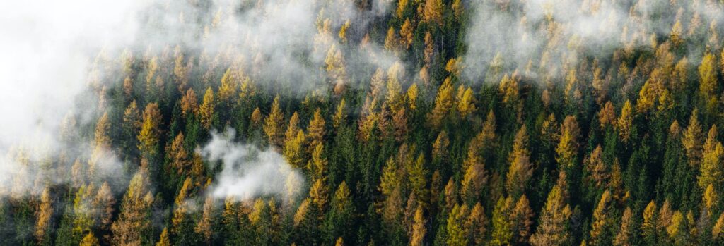 birdseye photo of trees full width image